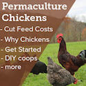 permaculture chickens movie